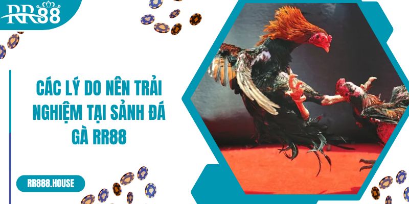 Các lý do nên trải nghiệm tại sảnh đá gà RR88